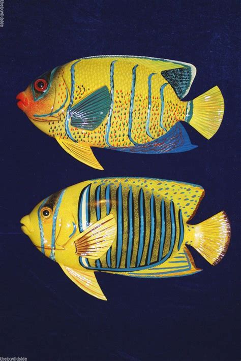 456 x 500 jpeg 59 кб. (2),12" TROPICAL "WHOPPER" FISH, BATH DECOR,ISLAND DECOR ...