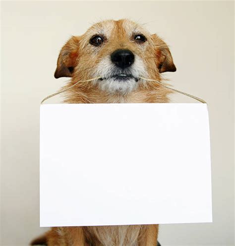 Royalty Free Dog Holding Sign Pictures Images And Stock Photos Istock