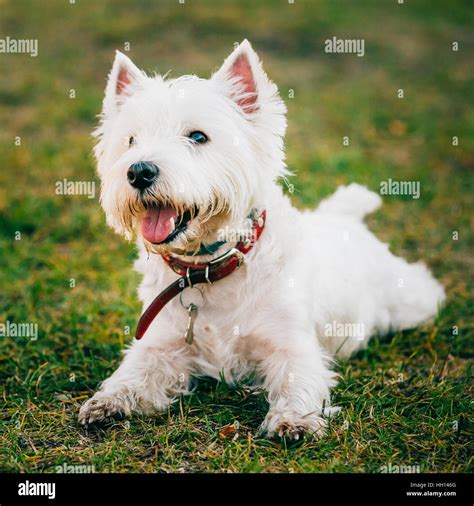 Happy Cute West Highland White Terrier Westie Westy Dog Play In