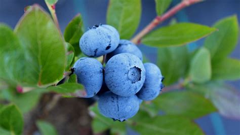 El Cultivo De Arándano Berries Tecnología Hortícola