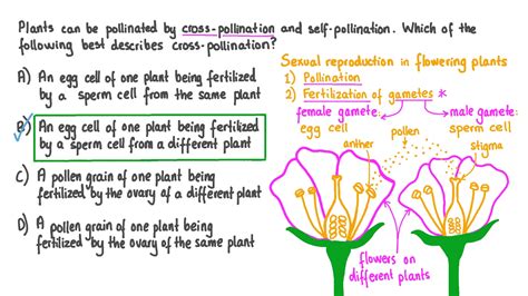 Question Video Describing The Process Of Cross Pollination Nagwa