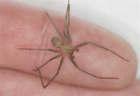 Recluse Spider A Year Round Concern Article The United States Army