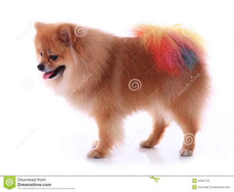 Brown Pomeranian Dog Stock Photo Image Of Pomeranian 42661120