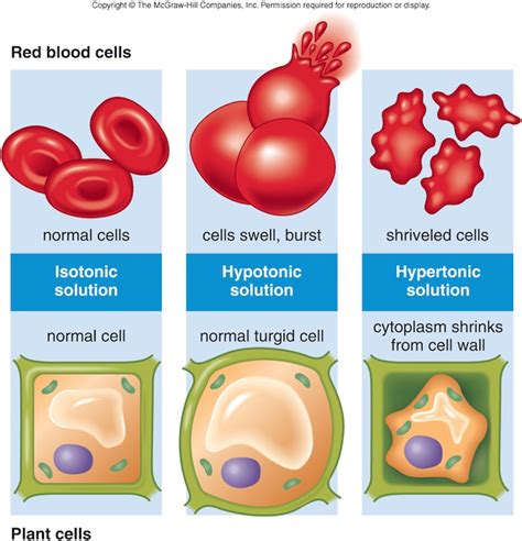 The words isotonic, hypertonic, and hypotonic refer to the relationship between two solutions. 4_GB1_LearnRes_Ch03
