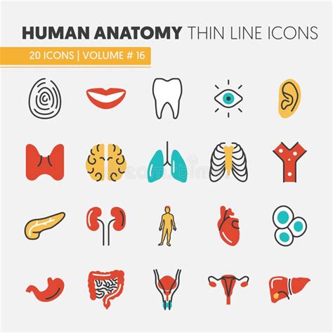 Línea Fina Iconos De La Anatomía Fijados Con Las Partes Del Cuerpo