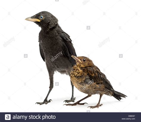 Common Blackbird Turdus Merula And Western Jackdaw Corvus Monedula
