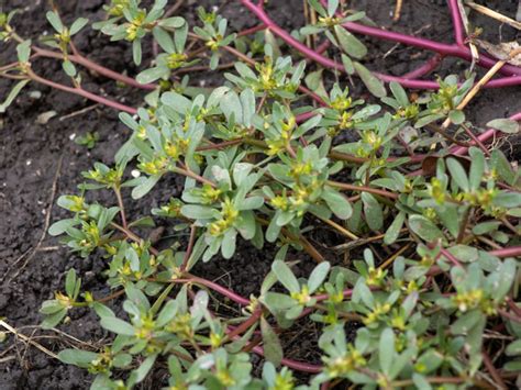 Purslane it is an extremely nutritious, leafy green vegetable. Purslane Plant: How To Get Rid Of Purslane