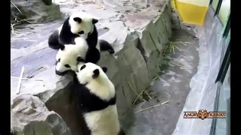 Best Funny And Cute Panda Videos Compilation 2015 Youtube