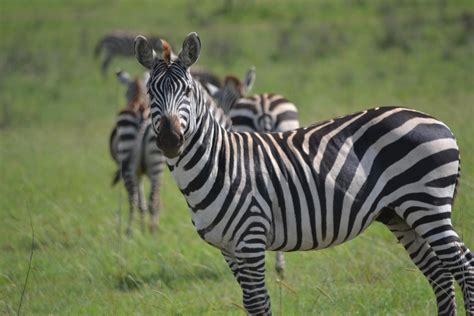 Your African Safari Zebras Serengeti National Park African Safari
