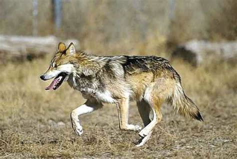 Mexican Gray Wolf Introductions Deaths Spawn Controversy Government