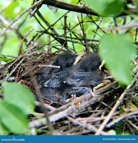 Nest Of Baby Birds In Tree Stock Photo Image Of Baby 96222968