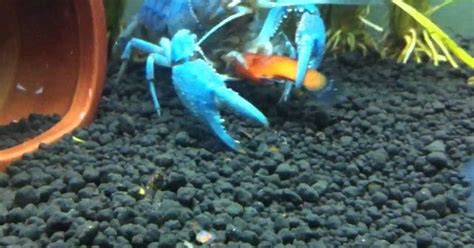 Bahkan, tak hanya segar, pasar tradisional juga menjual lobster air tawar dengan harga yang terbilang ekonomis. Jenis Makanan Lobster Air Tawar Alami yang Bagus dan Cepat ...