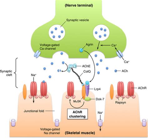 The areas of contact between nerve endings and skeletal muscle fibers are. Utility of experimental animal models of myasthenia gravis for the elucidation of pathogenic ...