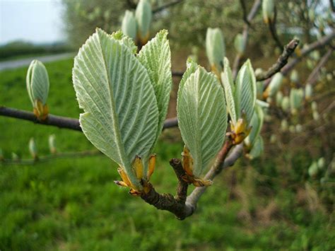 Trees Planet Sorbus Aria Whitebeam