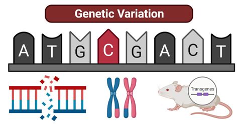 Genetic Variation Definition Causes Types Examples