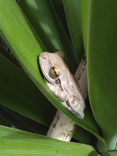 Cuban Tree Frog In A Spanish Bayonet Frogs