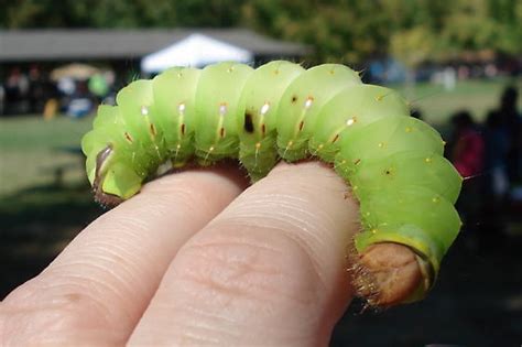 Large Green Caterpillar Antheraea Polyphemus Bugguidenet