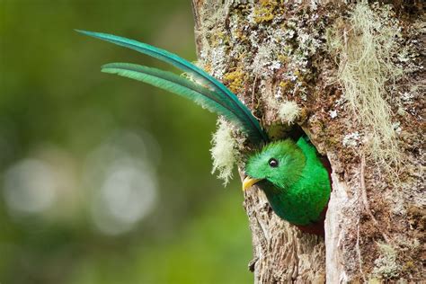 The Male Resplendent Quetzal Bird Kenmure