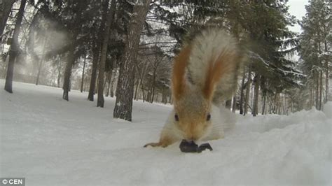 Hungry Squirrel Leaps Onto A Camera To Steal A Chocolate Bar From Lady Daily Mail Online