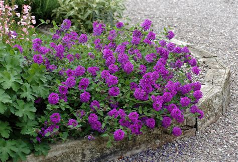 Verbena Homestead Purple 1gal Cofers Home And Garden