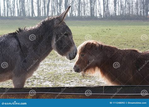 An Unlikely Friendship Between Two Farm Animals Stock Photo Image Of