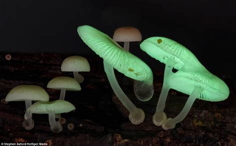Now Theyre Magic Mushrooms Amazing Images Reveal Alien Like