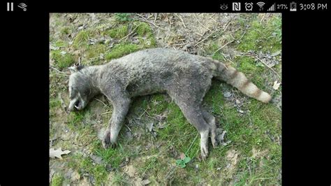 Anybody Know What This Animal Is Found In Southern Indiana