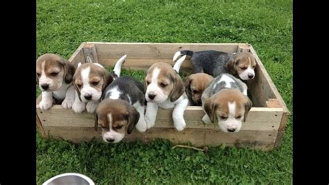 Funny And Cute Beagle Puppies Compilation 1 Cutest