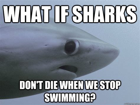 Conspiracy Shark Memes Quickmeme