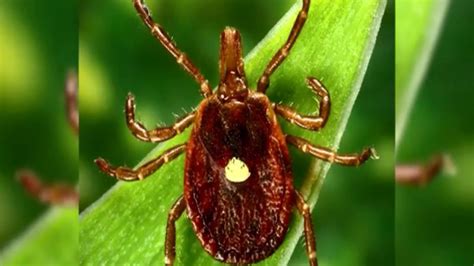 Red Meat Allergy Caused By A Tick Bite A Moment Of Science Wcbd News 2