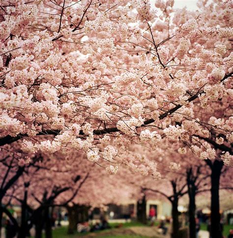 The Most Beautiful Cherry Blossoms Around The World Cerejeira