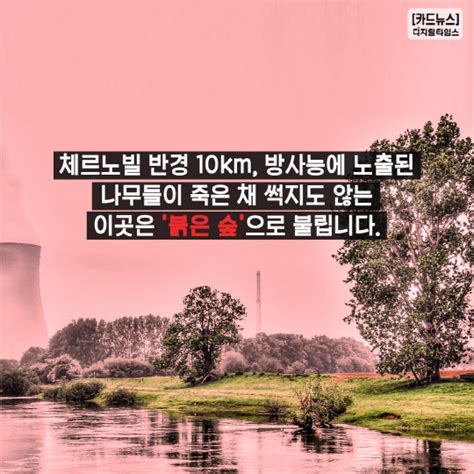 스미스 교수는 체르노빌에서 만든 보드카에는 방사능 물질이 있을 수 없다고 설명하며 증류 과정을. 카드뉴스 체르노빌 원전사고 31년… 야생천국 `붉은 숲`을 ...