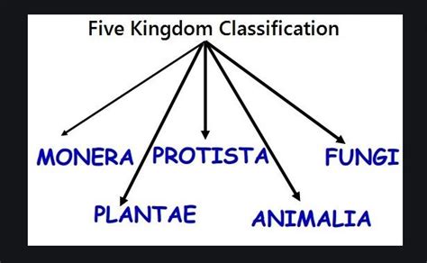 💄 Five Kingdom Classification Given By The Five Kingdom Classification