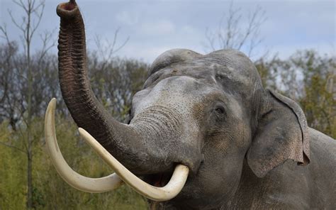 Download Wallpapers Big Elephant Trunk Africa Elephants Savannah