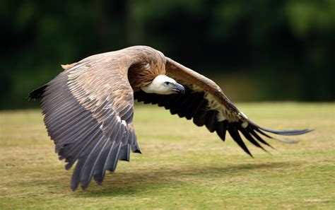 Feathers Bird Flying Wings Neck Wallpapers Hd Desktop And Mobile