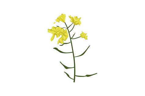 Mustard Flower Illustration Vector Graphic By Hijaudaun · Creative Fabrica
