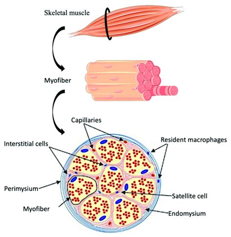 Skeletal Muscle Cell Labeled