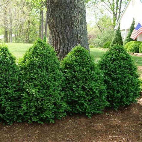 Buxus X Green Mountain Green Mountain Boxwood From Saunders Brothers Inc