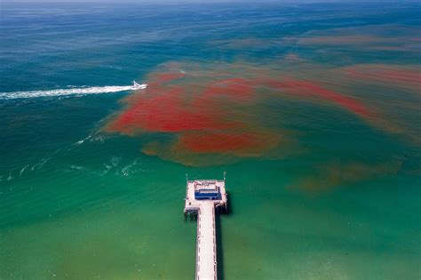 The Red Tide Is Back Today In Newport Beach R Orangecounty