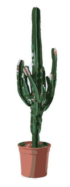 Cactus Euphorbia Dwg Drawing Thousands Of Free Cad Blocks