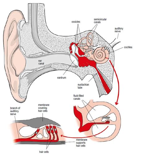 Basic Anatomy Of The Ear