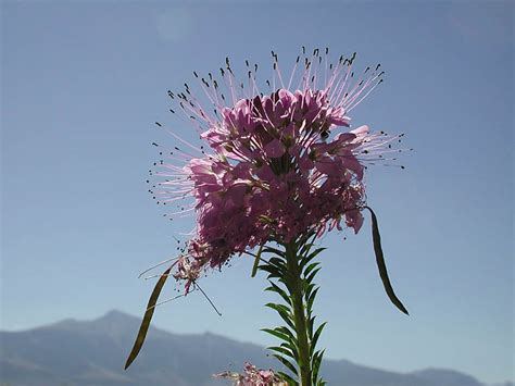 The state is rich in quilting history. CalPhotos: Cleome serrulata; Rocky Mountain Bee-plant