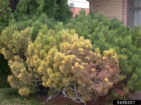 It is a small shrub that resembles very closely a pine tree. black pineleaf scale (Dynaspidiotus californica ) on mugo ...