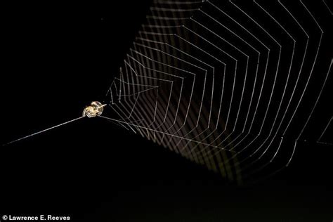 Slingshot Spider Launches Itself 100 Times Faster Than Cheetah By