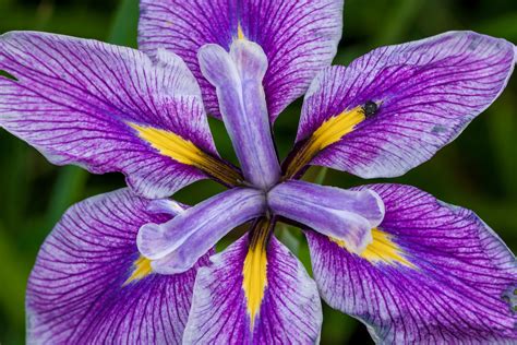 Iris Meaning Symbolism And Explanations By Color With Pictures