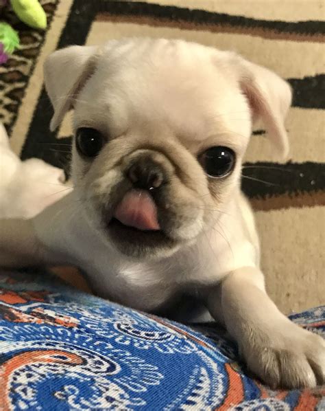 Pin By Lindy Johnson On White Pug Puppies Pug Puppies Chinese Pug