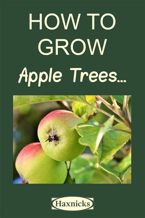 Grow At Home Awesome Apples From Seed And How To Plant Apple Trees In