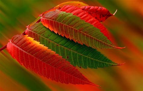 Wallpaper Autumn Leaves Macro Foliage Images For Desktop Section