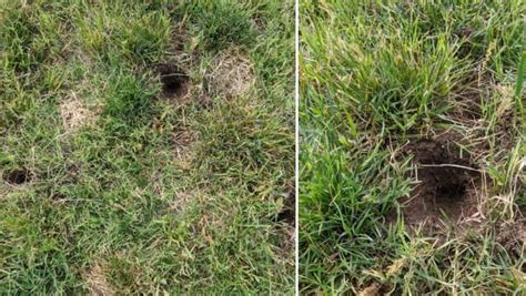 Small Holes In Lawn What’s Digging Overnight And How To Fill Them