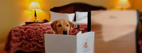 Pet Friendly Booking Reserva Hotel Que Admite Perros